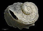 Sinezona laqueus, Schismope laqueus, MA70695, © Auckland Museum, CC BY