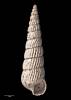 Turbonilla tahuensis, MA70804, © Auckland Museum, CC BY