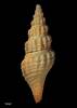 Antimelatoma benthicola, MA70910, © Auckland Museum, CC BY
