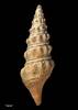Aoteadrillia bisecta, MA70911, © Auckland Museum, CC BY
