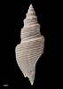 Austrotoma nervosa, MA70937, © Auckland Museum, CC BY