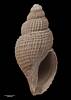 Belatomina clathrata, MA70939, © Auckland Museum, CC BY