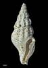 Etremopsis oamarutica, MA70979, © Auckland Museum, CC BY