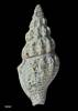 Etremopsis oamarutica, MA70979, © Auckland Museum, CC BY