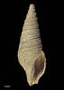 Maoritomella nutens, MA71020, © Auckland Museum, CC BY