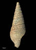 Maoritomella nutens, MA71020, © Auckland Museum, CC BY