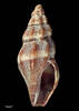 Neoguraleus manukauensis, MA71051, © Auckland Museum, CC BY