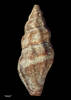 Neoguraleus manukauensis, MA71051, © Auckland Museum, CC BY