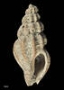 Neoguraleus nukumaruensis, MA71052, © Auckland Museum, CC BY