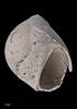  Polinices stanleyi, MA71096, © Auckland Museum, CC BY