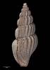 Syntomodrillia compta, MA71126, © Auckland Museum, CC BY