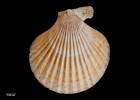 Chlamys (Mimachlamys) taiaroa, MA71183, © Auckland Museum CC BY