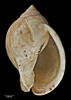 Xenophalium (Xenogalea) matai, MA71187, © Auckland Museum CC BY