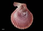 Chlamys (Mimachlamys) asperrimoides, MA71235, © Auckland Museum CC BY