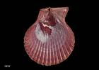 Chlamys (Mimachlamys) asperrimoides, MA71235, © Auckland Museum CC BY