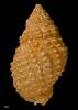  Morula (Oppomorus) palmeri, MA71303, © Auckland Museum, CC BY