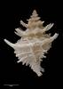  Babelomurex wormaldi, MA71329, © Auckland Museum, CC BY