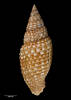 Scabricola vicdani, MA71367, © Auckland Museum, CC BY