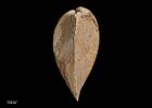 Pteromyrtea motutaraensis, MA72123, © Auckland Museum CC BY