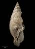 Pyrazus waitemataensis, MA72125, © Auckland Museum, CC BY