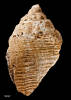 Zelandiella cancellaria, MA73351, © Auckland Museum, CC BY