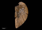 Cucullaea (Cucullastis) inarata,  MA73355, © Auckland Museum CC BY