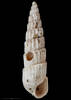 Pyrgolampros albolapis, MA70659, © Auckland Museum CC BY