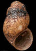 Rakiurapyrgus micula, MA48942, © Auckland Museum CC BY