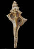 Falsicolus allani, MA70312, © Auckland Museum CC BY