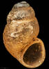 Hadopyrgus expositus, Kuschelita mica, MA73256, © Auckland Museum CC BY
