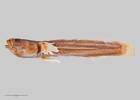 Gobiopsis atrata, Callogobius atratus, MA430, © Auckland Museum CC BY