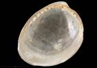 Nucula rossiana, MA70555, © Auckland Museum CC BY