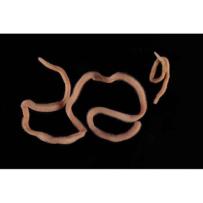 Annelida Polychaeta Lumbrineridae Collections Online Auckland War