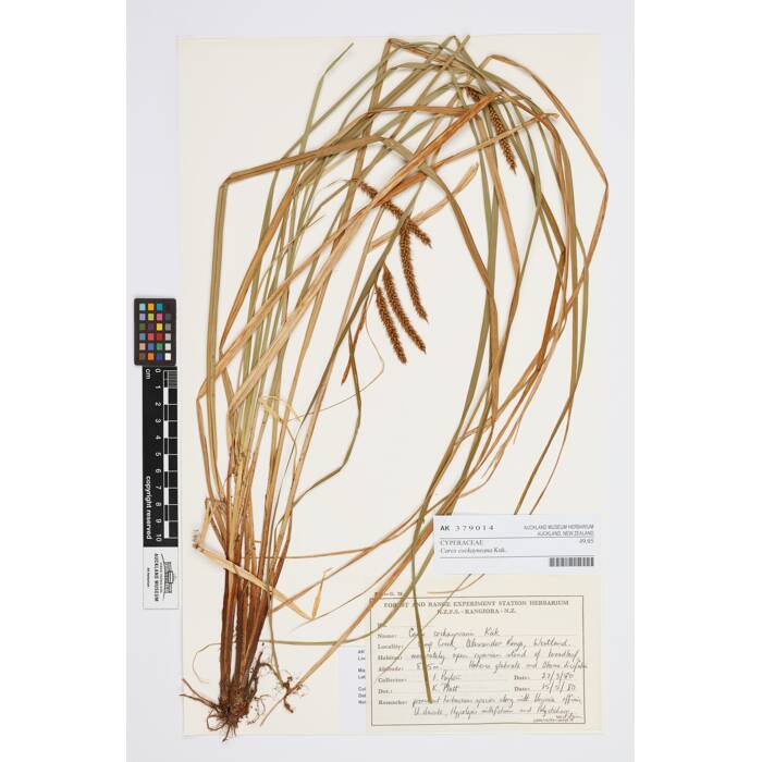 Carex cockayneana, AK379014, © Auckland Museum CC BY