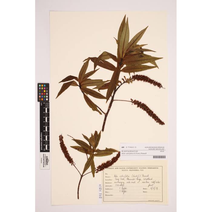 Hebe salicifolia, AK379015, © Auckland Museum CC BY