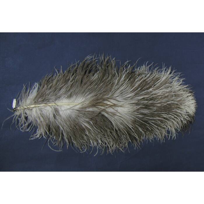 feather, ostrich