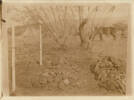 Graves of New Zealand Rough Riders, Trooper Luke Perham (on left) and Lieutenant Henry L. Bradbourne, at Bokfontein Farm, about 7 miles north-west of Commando Nek. - No known copyright restrictions