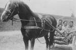 Group, WW2 4 soldiers in a gig, horse in front, Caption: "A Jerry horse in the harness, those in the gig are Jimmy Roughan, Mick Cornwell, Eric Penno (80869) & "Bunny" Martin, Senio, Italy". - This image may be subject to copyright
