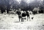 James browning standing by horse, in paddock, 2 dogs - This image may be subject to copyright