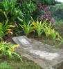 Grave, Esiomoheofo, Eua Island, Tonga - This image may be subject to copyright