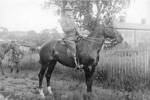 W.F. Baldwin, Salisbury Mounted Police uniform, astride horse - No known copyright restrictions