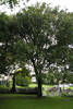 Memorial tree, St Luke's Anglican Church view 2 (photo John Halpin December 2012) - CC BY John Halpin