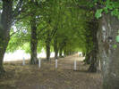 Avenue of Remembrance, Greytown Soldiers Memorial Park (photo G.A. Fortune 2012) - Image has All Rights Reserved