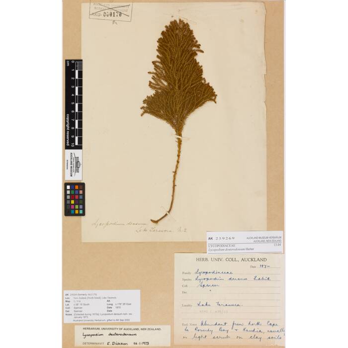 Lycopodium deuterodensum, AK259269, © Auckland Museum CC BY