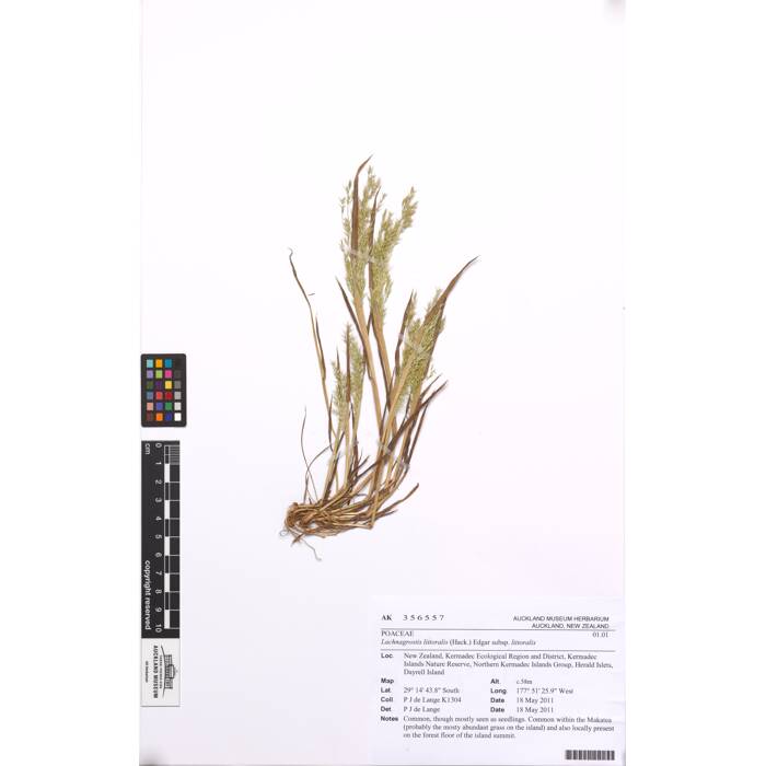 Lachnagrostis littoralis littoralis, AK356557, N/A