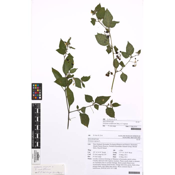 nigrum/Solanum, AK356524, N/A