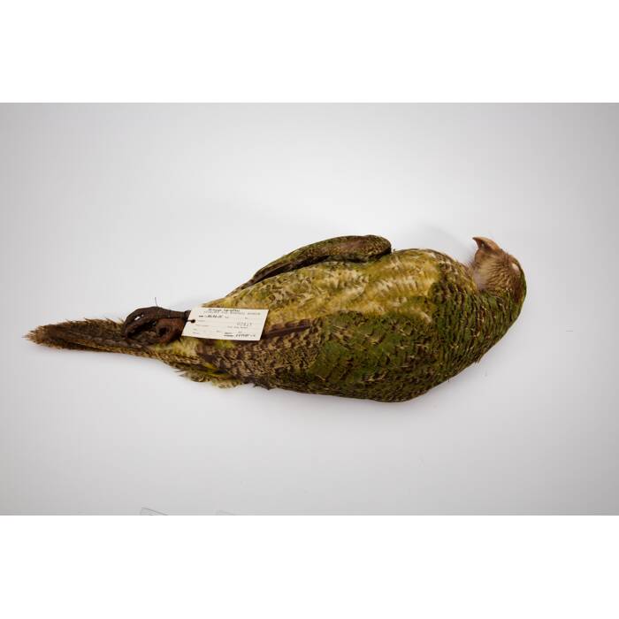 Strigops habroptilus, LB2411, © Auckland Museum CC BY