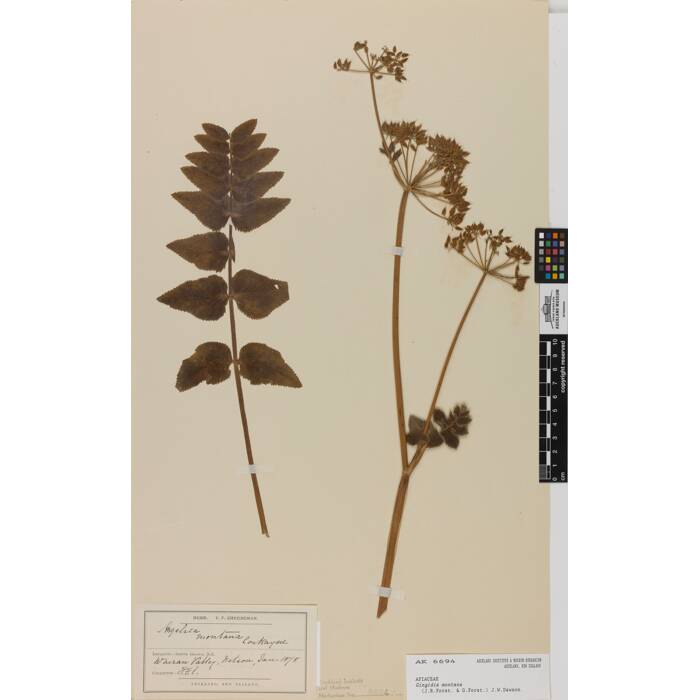 Gingidia montana, AK6694, © Auckland Museum CC BY