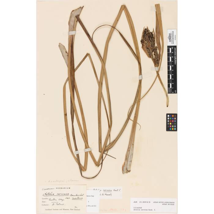 Astelia nervosa, AK218925, © Auckland Museum CC BY