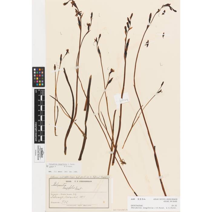 Thelymitra longifolia, AK3354, © Auckland Museum CC BY